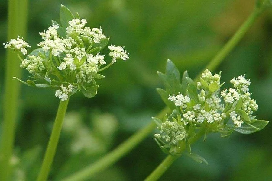 Ajmoda Seed (Apium graveolens) used in Gas Q